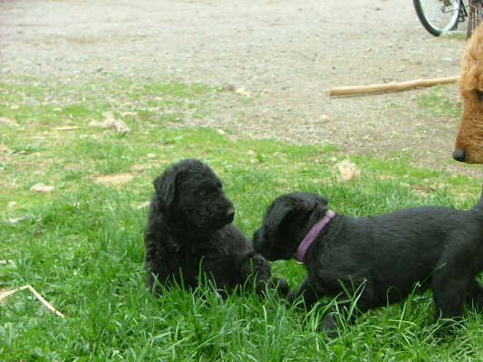 Pepper&Chance